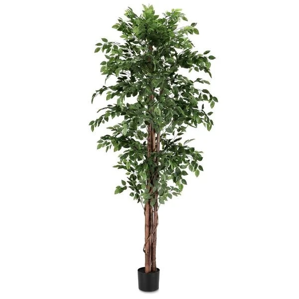 Bizzotto fikus 210 cm u saksiji