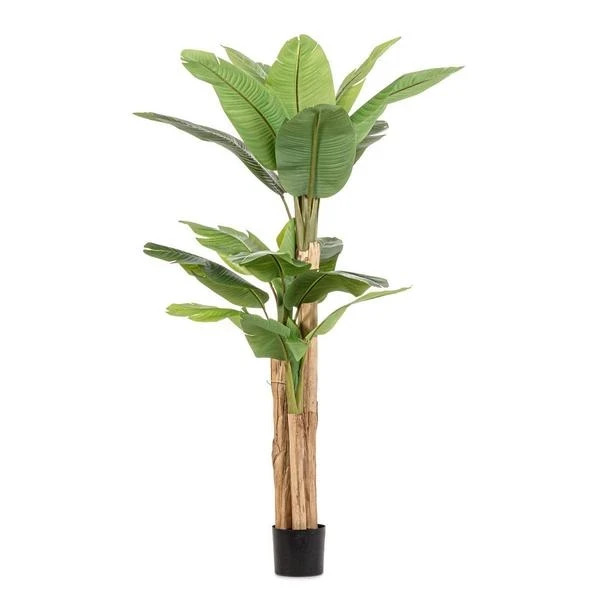 Bizzotto stablo banane 200 cm u saksiji