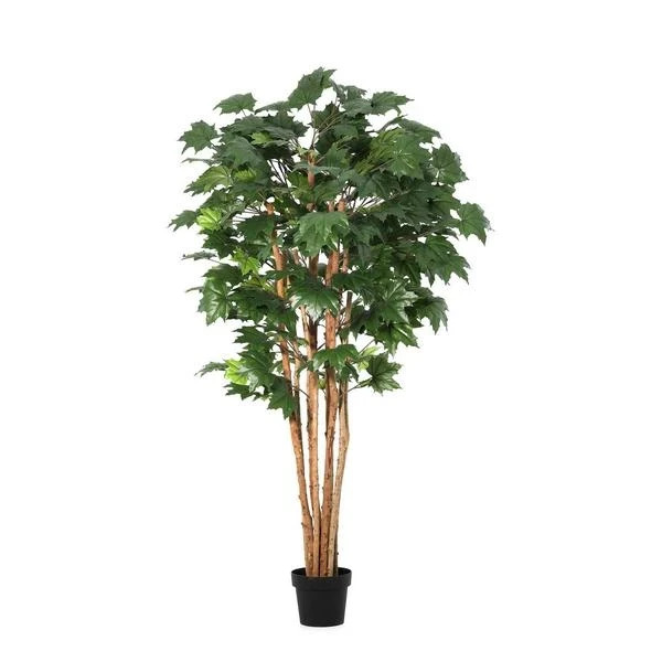 Bizzotto stablo kanadskog javora 175 cm u saksiji