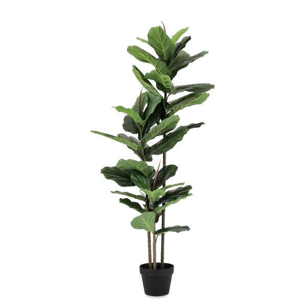 Bizzotto fikus lirata 145 cm zelena