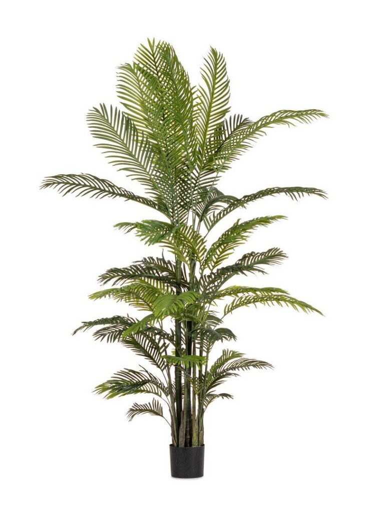 Bizzotto kenzia 210 cm u saksiji