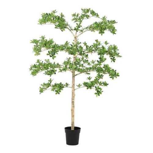 Bizzotto pittosporum 160 cm u saksiji