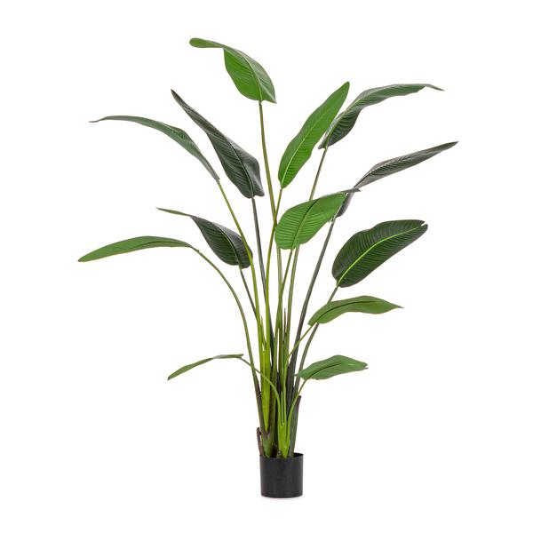 Bizzotto strelicija 235 cm zelena