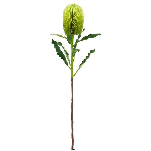 Bizzotto dekorativni cvijet BANKSIA 65 cm zelena