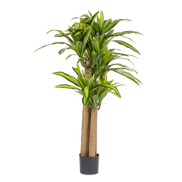 Bizzotto dračena 150 cm